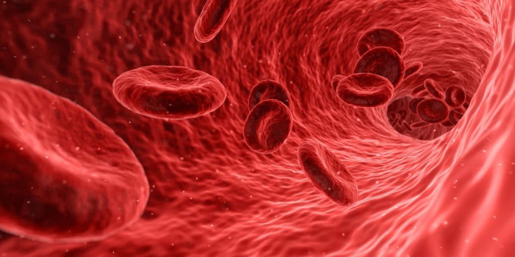 What are the cells of the immune system