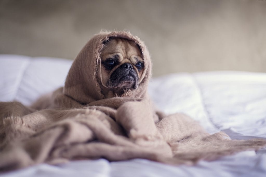 What circadian rhythms affect