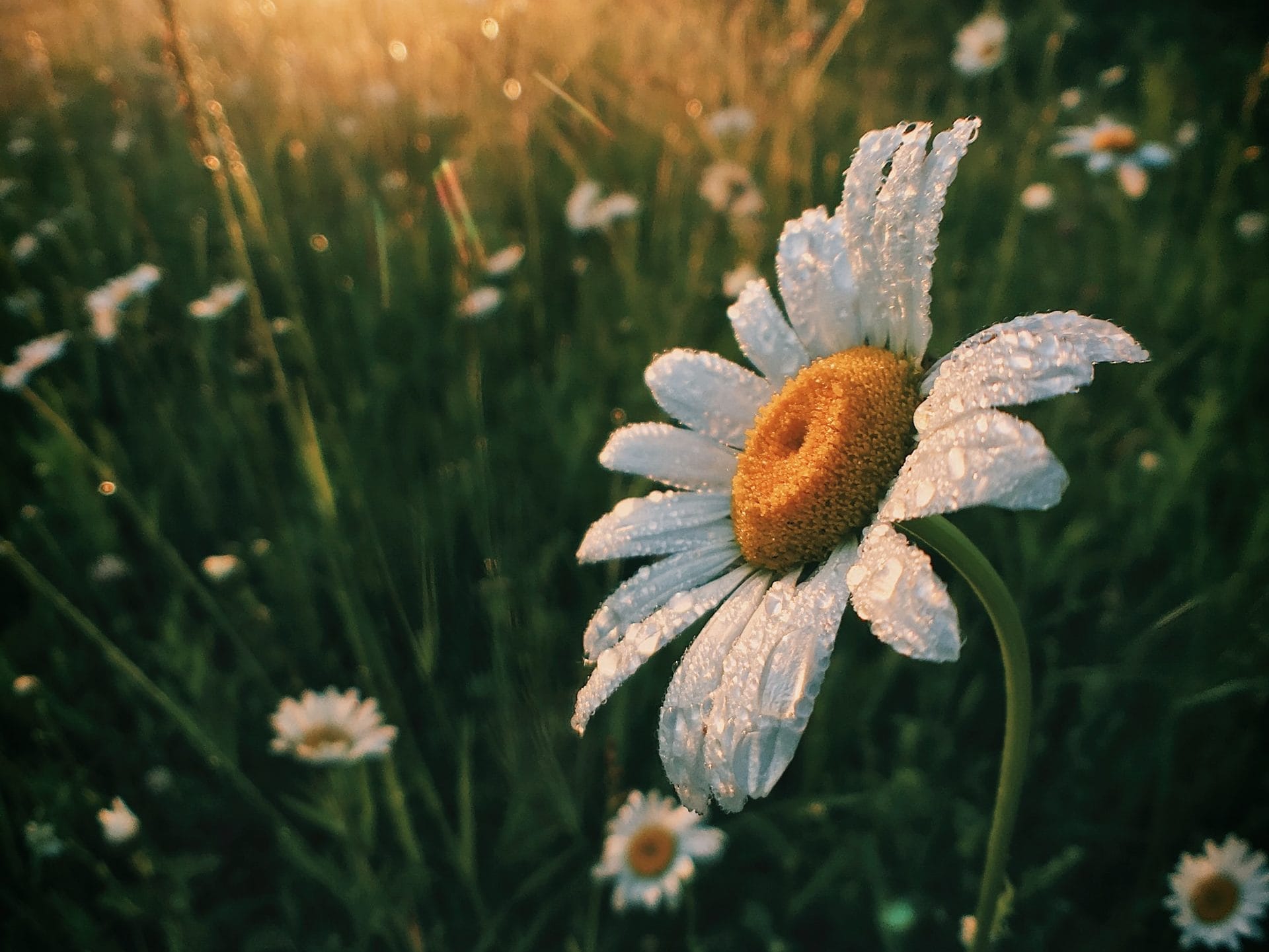 Are early risers happier?